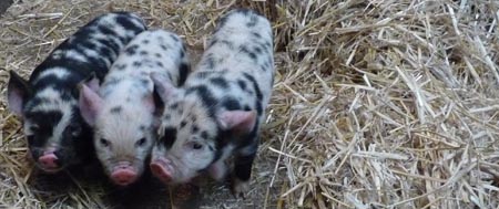 Kunekune Piglets @ Fishers Mobile Farm